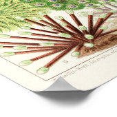 Vintages Great Barrier Reef of Australia Anemones Poster (Ecke)