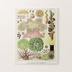 Vintages Great Barrier Reef of Australia Anemones Puzzle