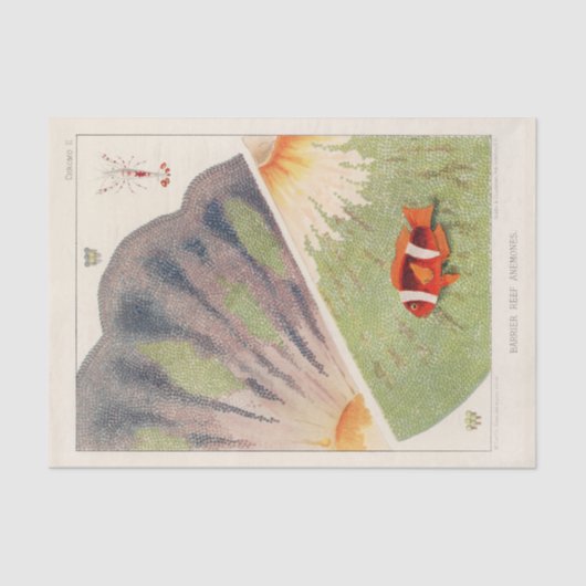 Vintages Great Barrier Reef of Australia Anemones Seidenpapier (Vorderseite)