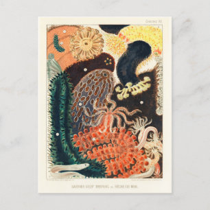 Vintages Great Barrier Reef Trepang oder Bêche-de- Postkarte