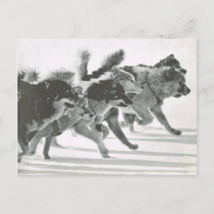 Vintages Grönland, Hundemannschaft im Schnee Postkarte