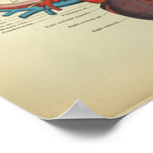Vintages Herz der Anatomie Poster (Ecke)