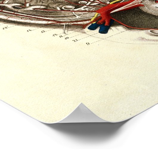 Vintages Herz der Anatomie Poster (Ecke)