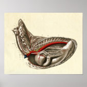 Vintages Herz der Anatomie Poster (Vorne)