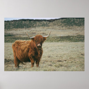 VINTAGES HIGHLAND CATTLE COW FOTO POSTER