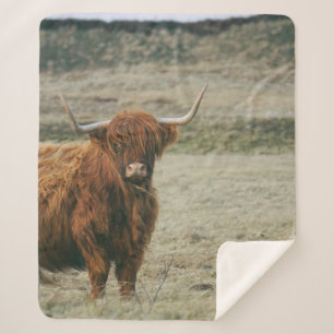 Vintages HIGHLAND CATTLE COW FOTO Sherpadecke