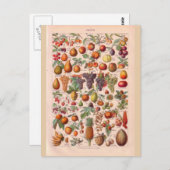 Vintages historisches Obst Postkarte (Vorne/Hinten)