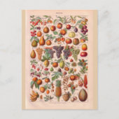 Vintages historisches Obst Postkarte (Vorderseite)