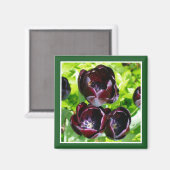 Vintages holländisches Lila Green Black Tulips Fot Magnet (Vorderseite/Rückseite)