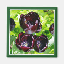 Vintages holländisches Lila Green Black Tulips Fot
