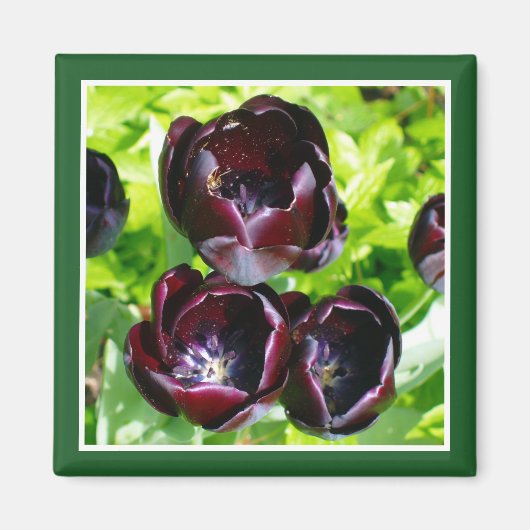 Vintages holländisches Lila Green Black Tulips Fot Magnet (Vorne)