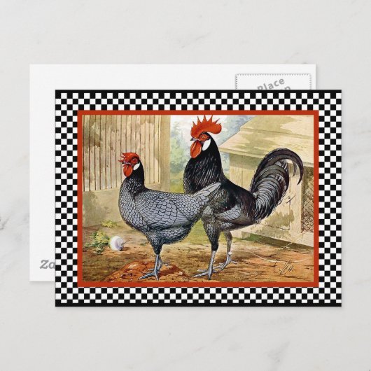 Vintages Hühnerrooster Postkarte (Vorne/Hinten)