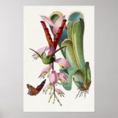Vintages Hummingbird-Illustrations-Poster Poster (Vorne)