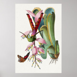 Vintages Hummingbird-Illustrations-Poster Poster