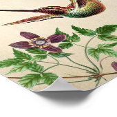 Vintages Hummingbird-Illustrations-Poster Poster (Ecke)