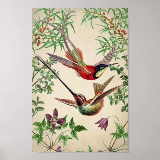 Vintages Hummingbird-Illustrations-Poster Poster (Vorne)