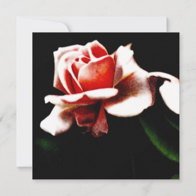 Vintages Hybrid Tee Rose Foto (Vorderseite)