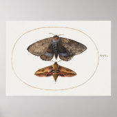 Vintages Insektenbild Poster (Vorne)