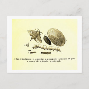 Vintages Insektenbild   Seidenraupe   Moth Postkarte