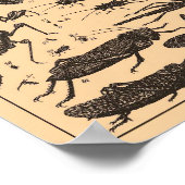 Vintages Insektenposter Poster (Ecke)