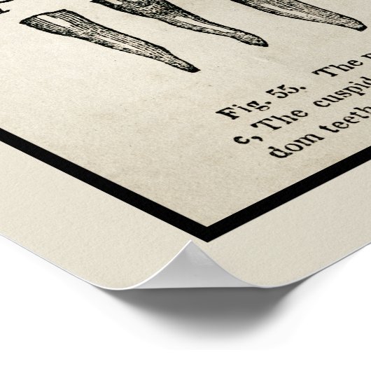 Vintages Inspiriertes Zähnendiagramm Poster (Ecke)