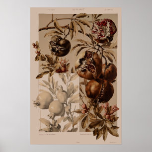 Vintages Jugendstil-Pomegranat von Anton Seder Poster