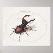 Vintages Käfer-Illustrationspopster Poster (Vorne)