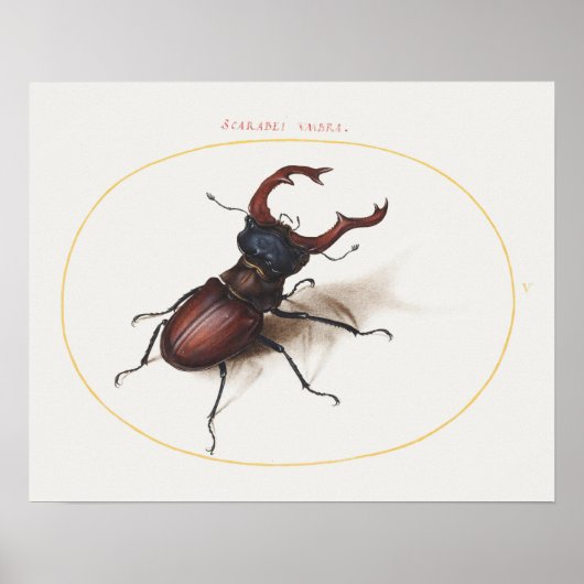 Vintages Käfer-Illustrationspopster Poster (Vorne)