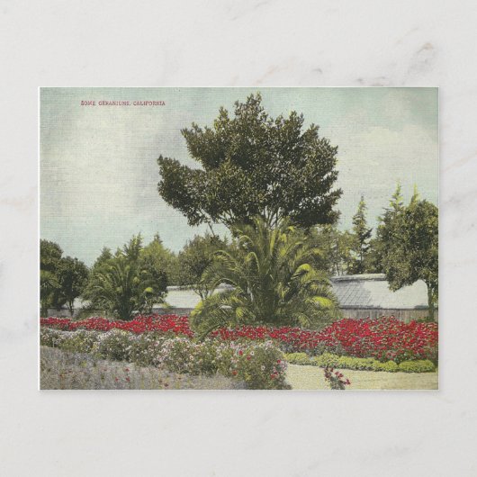 Vintages Kalifornien Postkarte (Vorderseite)