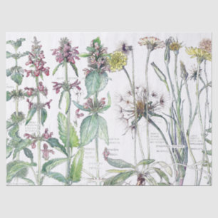 Vintages Katzen-Ohr-Blumen-Wildblumen-Seidenpapier Seidenpapier