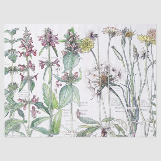 Vintages Katzen-Ohr-Blumen-Wildblumen-Seidenpapier Seidenpapier (Vorderseite)