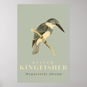 Vintages Kingfisher-Aquarell-Poster Poster
