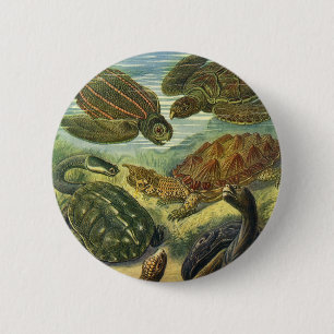 Vintages Land Tortoise Sea Turtles von Ernst Haeck Button