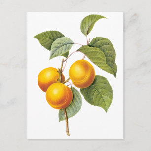 Vintages Lebensmittelobst, Apricot Peach von Redou Postkarte