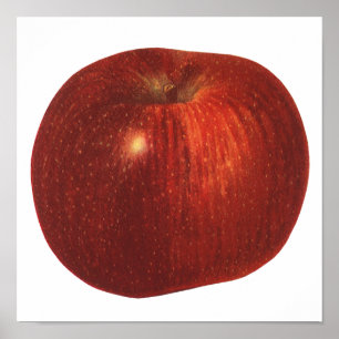Vintages Lebensmittelobst, Bio, köstlicher Apfel Poster