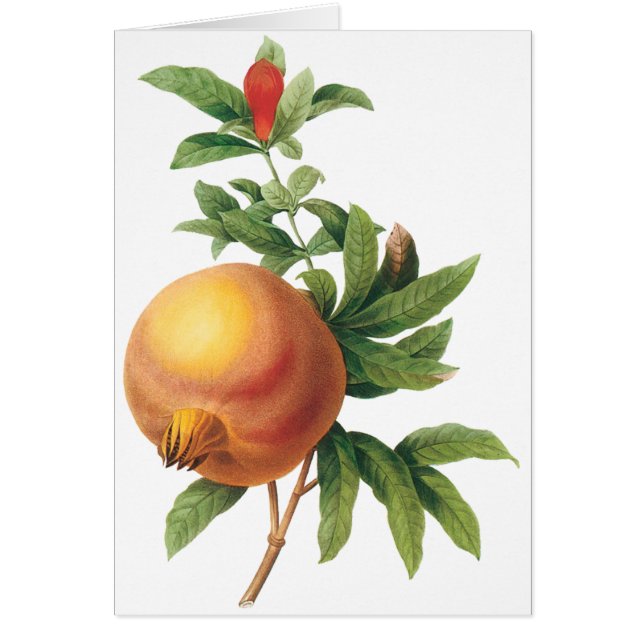 Vintages Lebensmittelobst, Granatapfel von Redoute (Vorne)