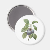 Vintages Lebensmittelobst, Lila Gartenpflanzen von Magnet (Vorderseite/Rückseite)