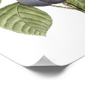 Vintages Lebensmittelobst, Lila Gartenpflanzen von Poster (Ecke)