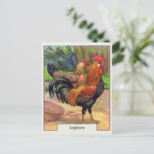 Vintages Leghorn-Huhn Postkarte (Stehend Vorderseite)