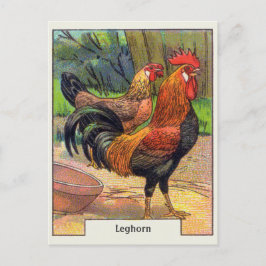 Vintages Leghorn-Huhn Postkarte