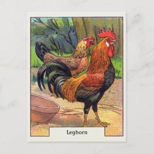 Vintages Leghorn-Huhn Postkarte (Vorderseite)