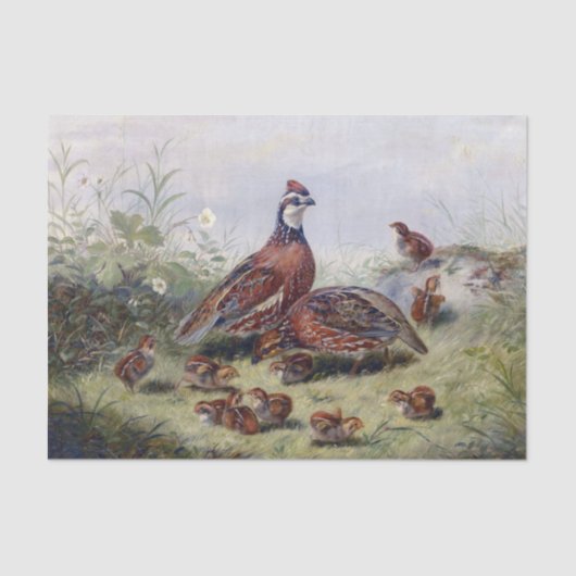 Vintages Malen von Wachtelvögeln von Fitzwilliam T Seidenpapier (Vorderseite)