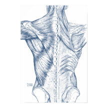 Vintages medizinisches Zeichnend Rückenmuskeln Bla