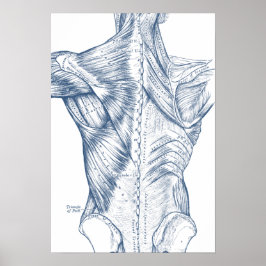 Vintages medizinisches Zeichnend Rückenmuskeln Bla Poster