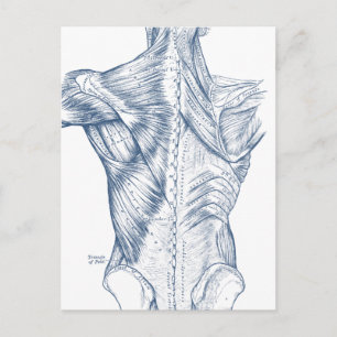 Vintages medizinisches Zeichnend Rückenmuskeln Bla Postkarte