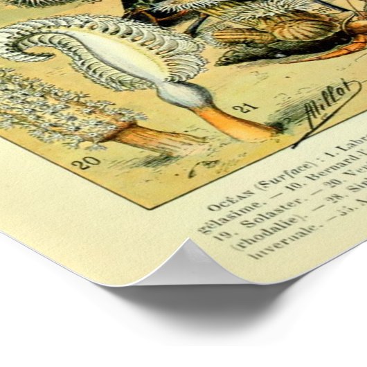 Vintages Meeresleben durch Adolphmühle Poster (Ecke)