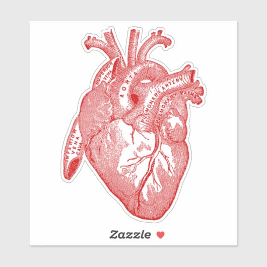 Vintages menschliches Anatomie Herz Aufkleber (Blatt)