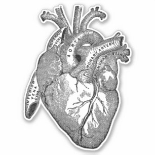 Vintages menschliches Anatomie Herz Aufkleber