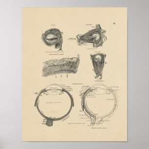 Vintages menschliches Auge Anatomie 1880 Print Poster