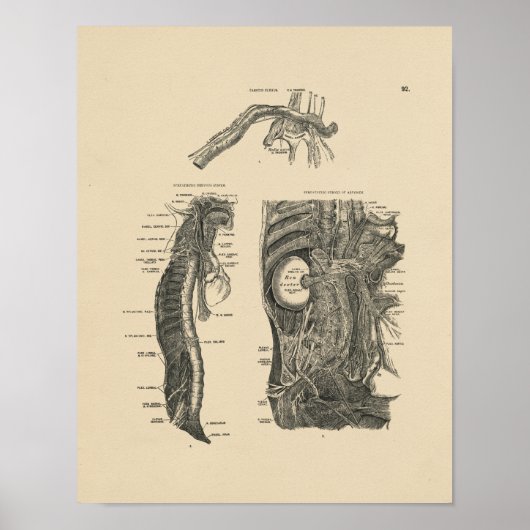 Vintages menschliches Nerv Anatomie 1880 Print Poster (Vorne)